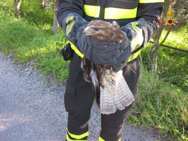 Vigili del fuoco recuerano poiana ferita