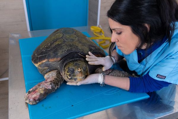 CRTM Brancaleone, soccorso esemplare di tartaruga "caretta caretta"