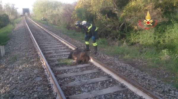 Vigili del Fuoco Catanzaro, rimossa carcassa di cinghiale