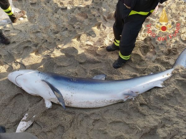 Vigili del Fuoco Catanzaro, soccorso uno squalo