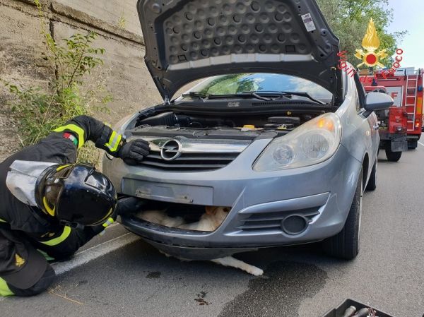 Vigili del Fuoco Sellia Marina, autovettura investe cane