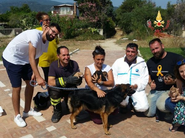 Vigili del Fuoco Soverato, salvati 9 cuccioli di cane